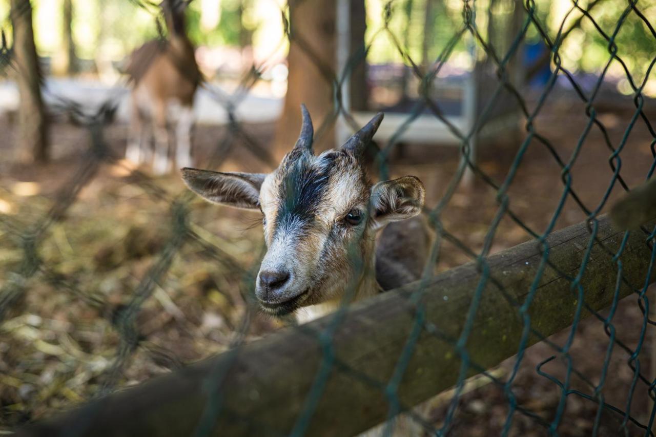 Quinta Da Chouza Agroturismo E Enoturismo Celorico De Basto Dış mekan fotoğraf