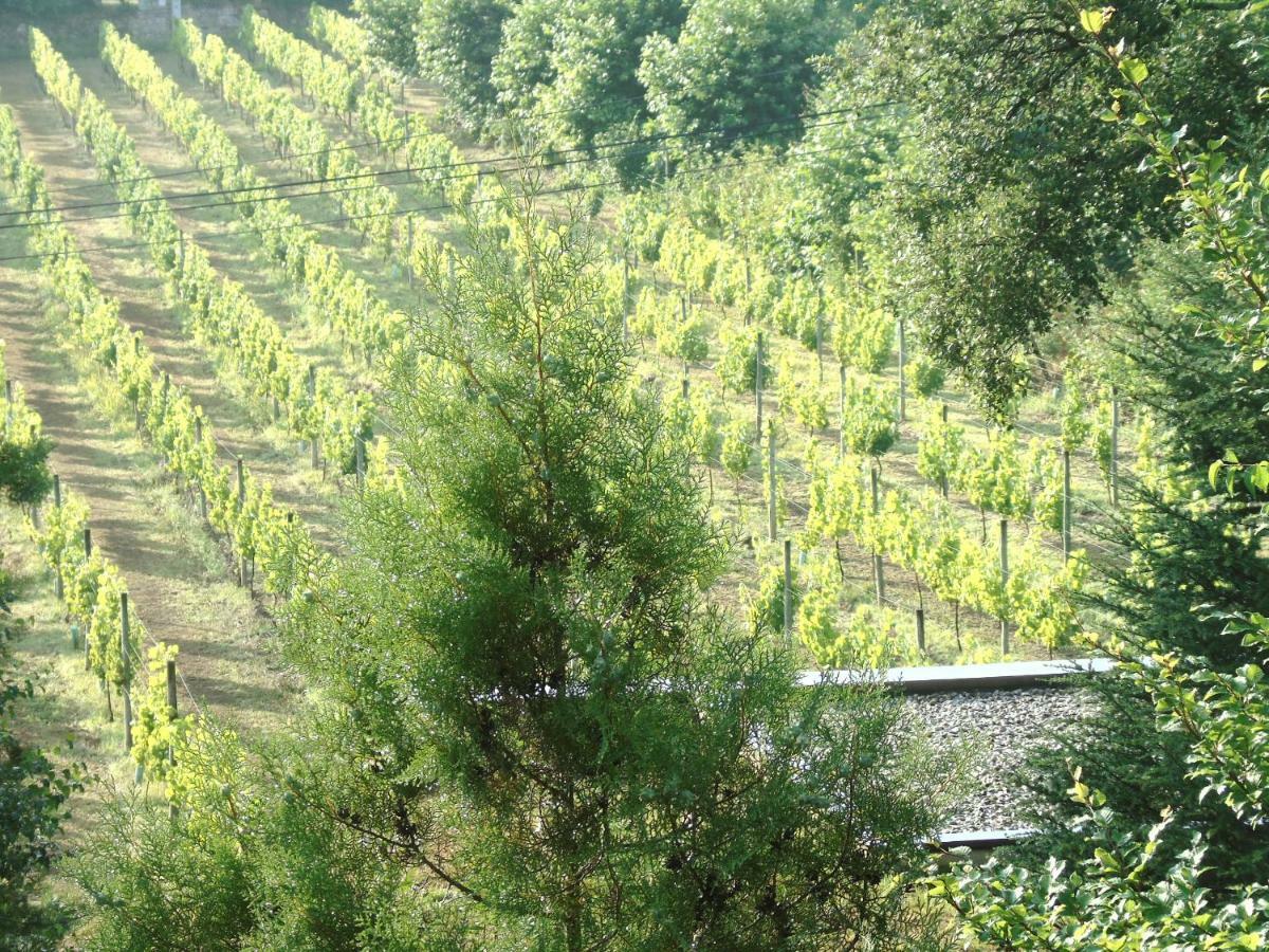 Quinta Da Chouza Agroturismo E Enoturismo Celorico De Basto Dış mekan fotoğraf